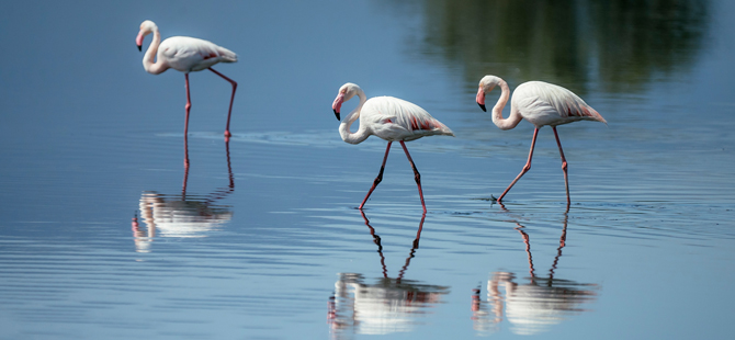 gediz-deltasiunesco-dunya-doga-mirasi-flamingotepeli-pelikan-001.jpg