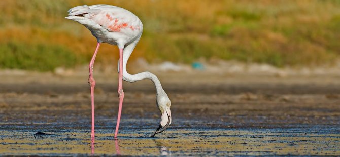 gediz-deltasiunesco-dunya-doga-mirasi-flamingotepeli-pelikan-002.jpg