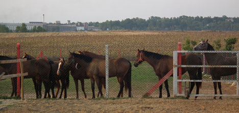jokey-mehmet-kaya-at-ciftligi2.jpg jokey-mehmet-kaya-at-ciftligi2.jpg